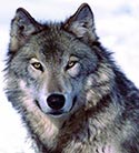 Timber Wolf.